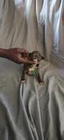 Little green , a female American Pit Bull Terrier for sale in Richmond, VA – 1 of 6