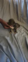 purple , a female American Pit Bull Terrier for sale in Richmond, VA – 2 of 6
