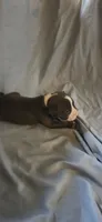 Green , a male American Pit Bull Terrier for sale in Richmond, VA – 3 of 5