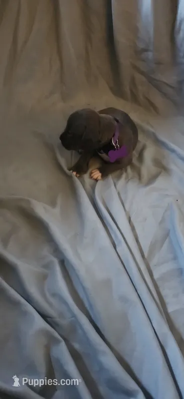 purple  – American Pit Bull Terrier puppy for sale in Richmond, VA