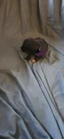 purple , a female American Pit Bull Terrier for sale in Richmond, VA – 1 of 6