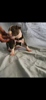 Black, a male American Pit Bull Terrier for sale in Richmond, VA – 2 of 3