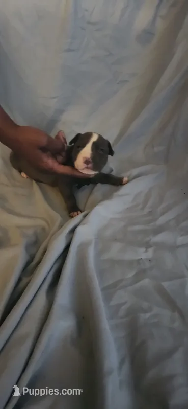 Green  – American Pit Bull Terrier puppy for sale in Richmond, VA
