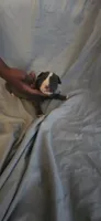 Green , a male American Pit Bull Terrier for sale in Richmond, VA – 1 of 5