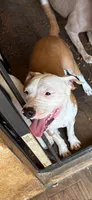 Girl, a female American Pit Bull Terrier for sale in Richmond, VA – 3 of 3