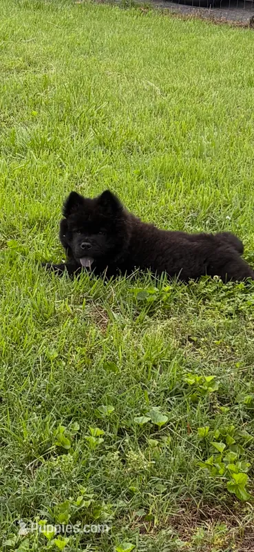 Boy – Chow Chow puppy for sale in Richmond, VA