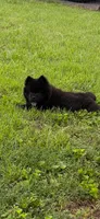 Boy, a male Chow Chow for sale in Richmond, VA – 1 of 1