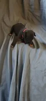 Pink , a female American Pit Bull Terrier for sale in Richmond, VA – 3 of 4