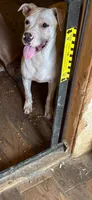 Girl , a female American Pit Bull Terrier for sale in Richmond, VA – 2 of 3