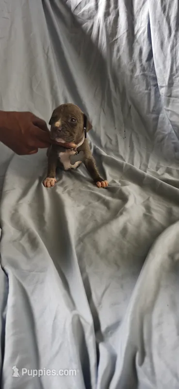 Gray – American Pit Bull Terrier puppy on hold in Richmond, VA