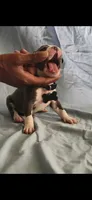 Black, a male American Pit Bull Terrier for sale in Richmond, VA – 3 of 3