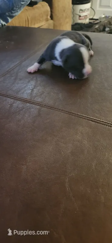 Girl1 – American Pit Bull Terrier puppy for sale in Richmond, VA