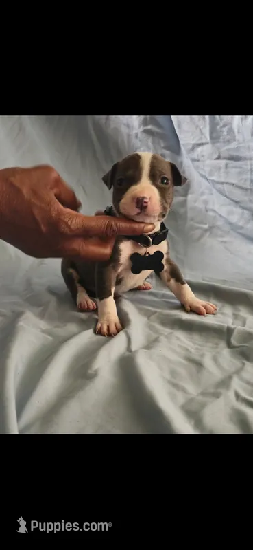 Black – American Pit Bull Terrier puppy for sale in Richmond, VA