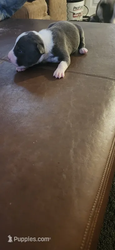 Boy5 – American Pit Bull Terrier puppy for sale in Richmond, VA