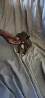 purple , a female American Pit Bull Terrier for sale in Richmond, VA – 6 of 6
