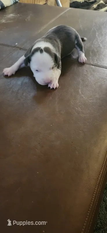 Boy – American Pit Bull Terrier puppy for sale in Richmond, VA