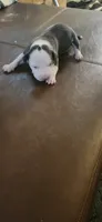 Boy, a male American Pit Bull Terrier for sale in Richmond, VA – 1 of 1