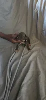 Little green , a female American Pit Bull Terrier for sale in Richmond, VA – 5 of 6