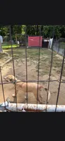 Free free, a female Labrador Retriever for sale in Richmond, VA – 3 of 3