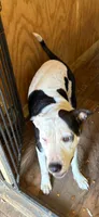 Girl , a female American Pit Bull Terrier for sale in Richmond, VA – 3 of 3
