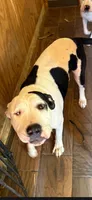 Girl , a female American Pit Bull Terrier for sale in Richmond, VA – 2 of 3