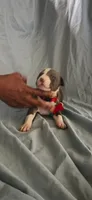 Red, a male American Pit Bull Terrier for sale in Richmond, VA – 3 of 6