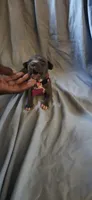 Pink , a female American Pit Bull Terrier for sale in Richmond, VA – 4 of 4