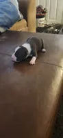 Boy5, a male American Pit Bull Terrier for sale in Richmond, VA – 4 of 4