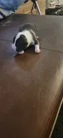 Boy3, a male American Pit Bull Terrier for sale in Richmond, VA – 3 of 3