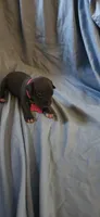 Pink , a female American Pit Bull Terrier for sale in Richmond, VA – 2 of 4