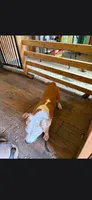 Girl, a female American Pit Bull Terrier for sale in Richmond, VA – 2 of 3