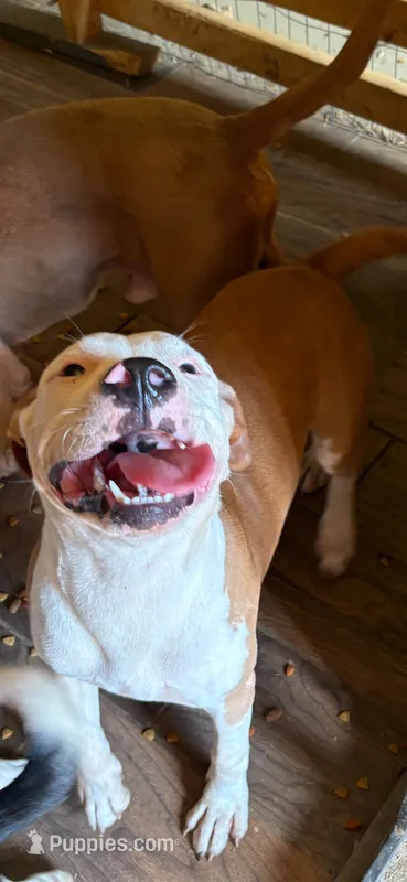 Girl – American Pit Bull Terrier puppy for sale in Richmond, VA
