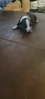 Girl1, a female American Pit Bull Terrier for sale in Richmond, VA – 3 of 3