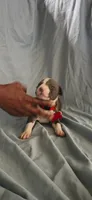 Red, a male American Pit Bull Terrier for sale in Richmond, VA – 2 of 6