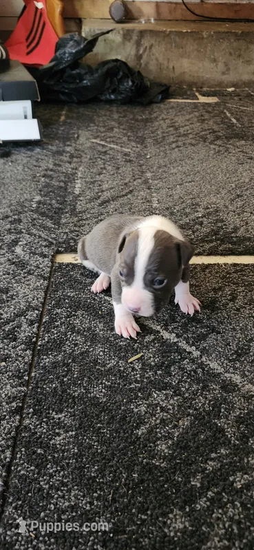 Boy3 – American Pit Bull Terrier puppy for sale in Richmond, VA