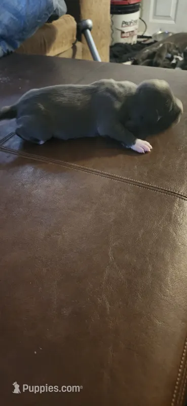 Boy4 – American Pit Bull Terrier puppy for sale in Richmond, VA