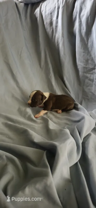 little Blue – American Pit Bull Terrier puppy for sale in Richmond, VA