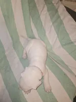 Pink female , a female Dogo Argentino for sale in Barney, GA – 3 of 8