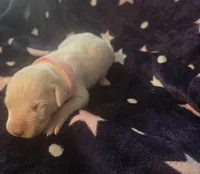 Pink female , a female Dogo Argentino for sale in Barney, GA – Photo 4 of 7