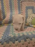 Pink female , a female Dogo Argentino for sale in Barney, GA – Photo 2 of 10