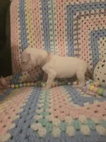 Pink female , a female Dogo Argentino for sale in Barney, GA – Photo 5 of 10