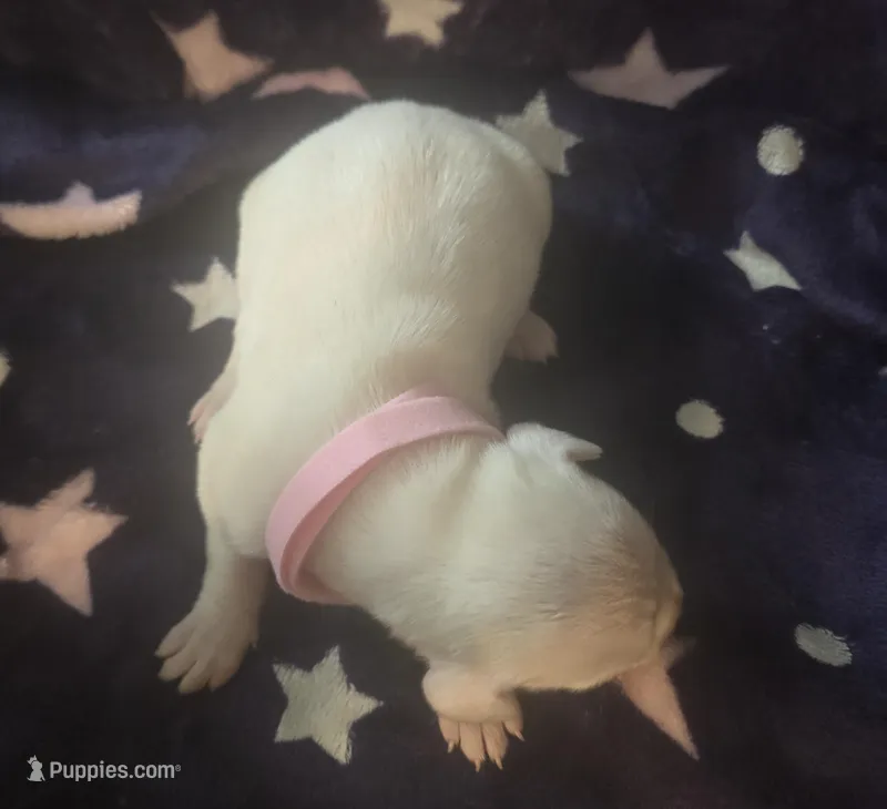 Pink female  – Dogo Argentino puppy for sale in Barney, GA