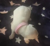 Pink female , a female Dogo Argentino for sale in Barney, GA – Photo 1 of 7