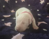 Pink female , a female Dogo Argentino for sale in Barney, GA – Photo 3 of 7