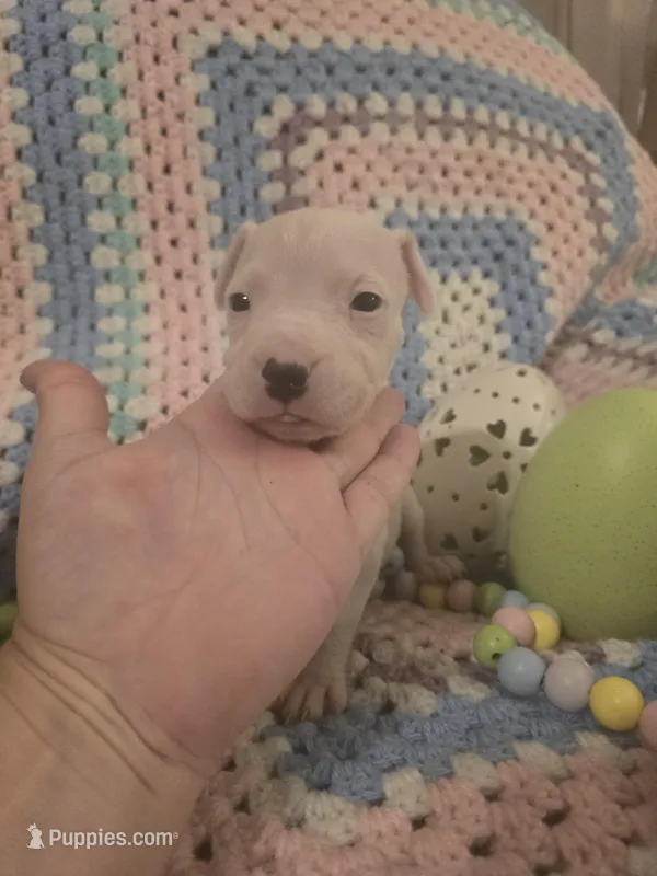 Pink female  – Dogo Argentino puppy for sale in Barney, GA