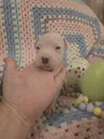 Pink female , a female Dogo Argentino for sale in Barney, GA – Photo 1 of 10