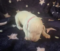 Pink female , a female Dogo Argentino for sale in Barney, GA – Photo 2 of 7