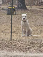 Pink female , a female Dogo Argentino for sale in Barney, GA – Photo 6 of 7