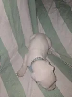 Light Blue Female , a female Dogo Argentino for sale in Barney, GA – 5 of 7