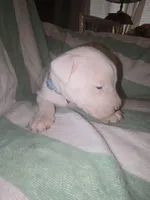 Light Blue Female , a female Dogo Argentino for sale in Barney, GA – 4 of 7